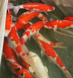 Big Korean adventure! 2 Koi Ichiban?