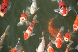 Big Korean adventure! 4 Koi at Baedagol theme-park.