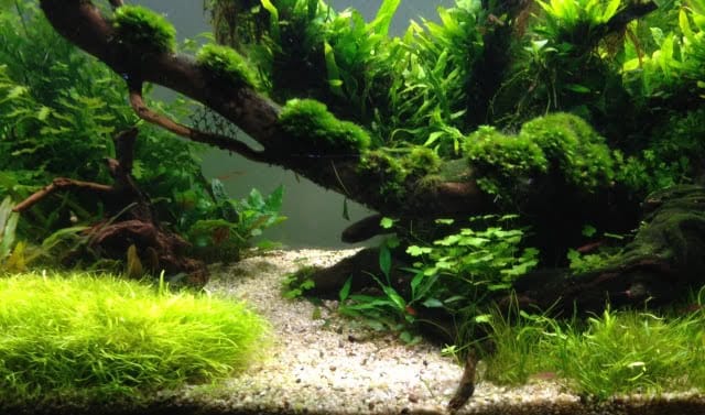 The Mantifang 3 Mickey’s art