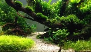 ミッキー・パウルセン