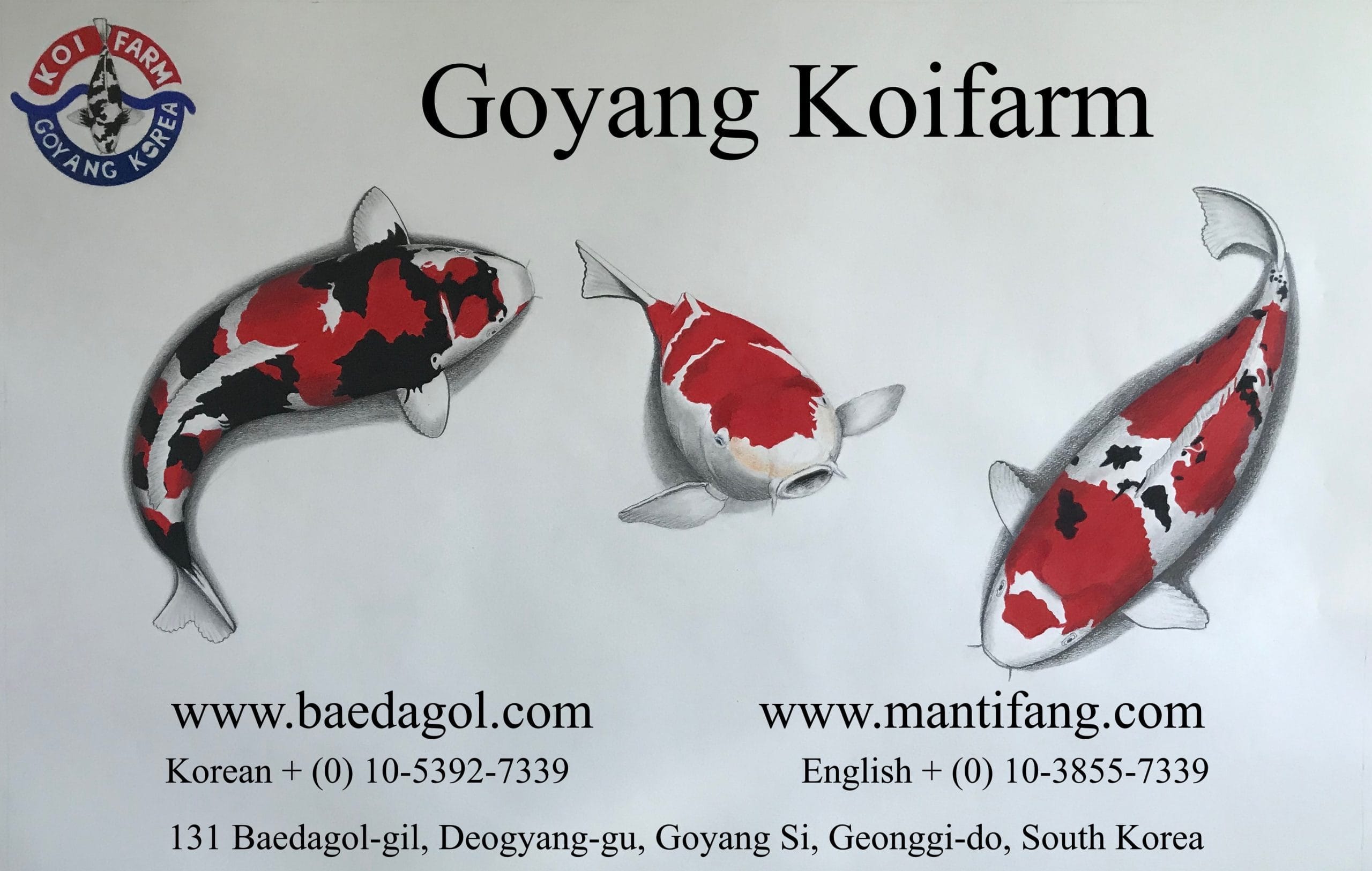 Goyang Koi archive 1 Goyang Koi Farm archive — ponds and carp