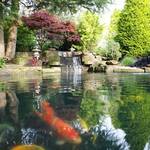 Koi pond