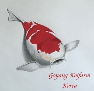 Big Korean adventure! 5 Korean adventure