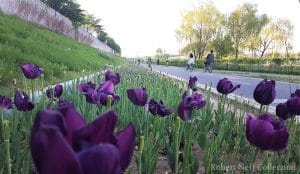 Geuren maken plaats voor geur in 19e eeuw 2 tuingeuren