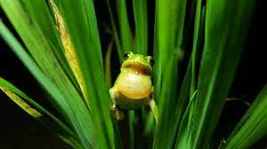 Korean nature is unique. 8