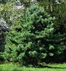 Korean nature is unique. 12 Korean nature is unique for pine tree