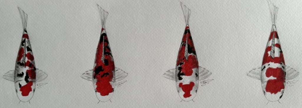 Discover the World of Koi with Koitalk.app 1