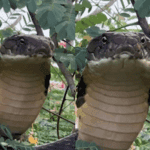 Snake figures representing the Year of the Snake in East Asian zodiac tradition