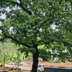 Oak tree at the new Baedagol garden in Wondanggol, Goyang — symbol of endurance and renewal, with ongoing construction in the background.