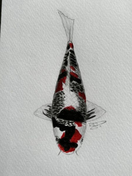 Boke Showa koi — soft-edged Showa Sanshoku variety with blurred color transitions