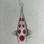 白い体に桜のような赤い模様の御殿桜紅白鯉