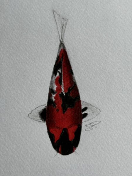 Hi Showa koi — red-dominant Showa Sanshoku variety with deep black sumi and minimal white