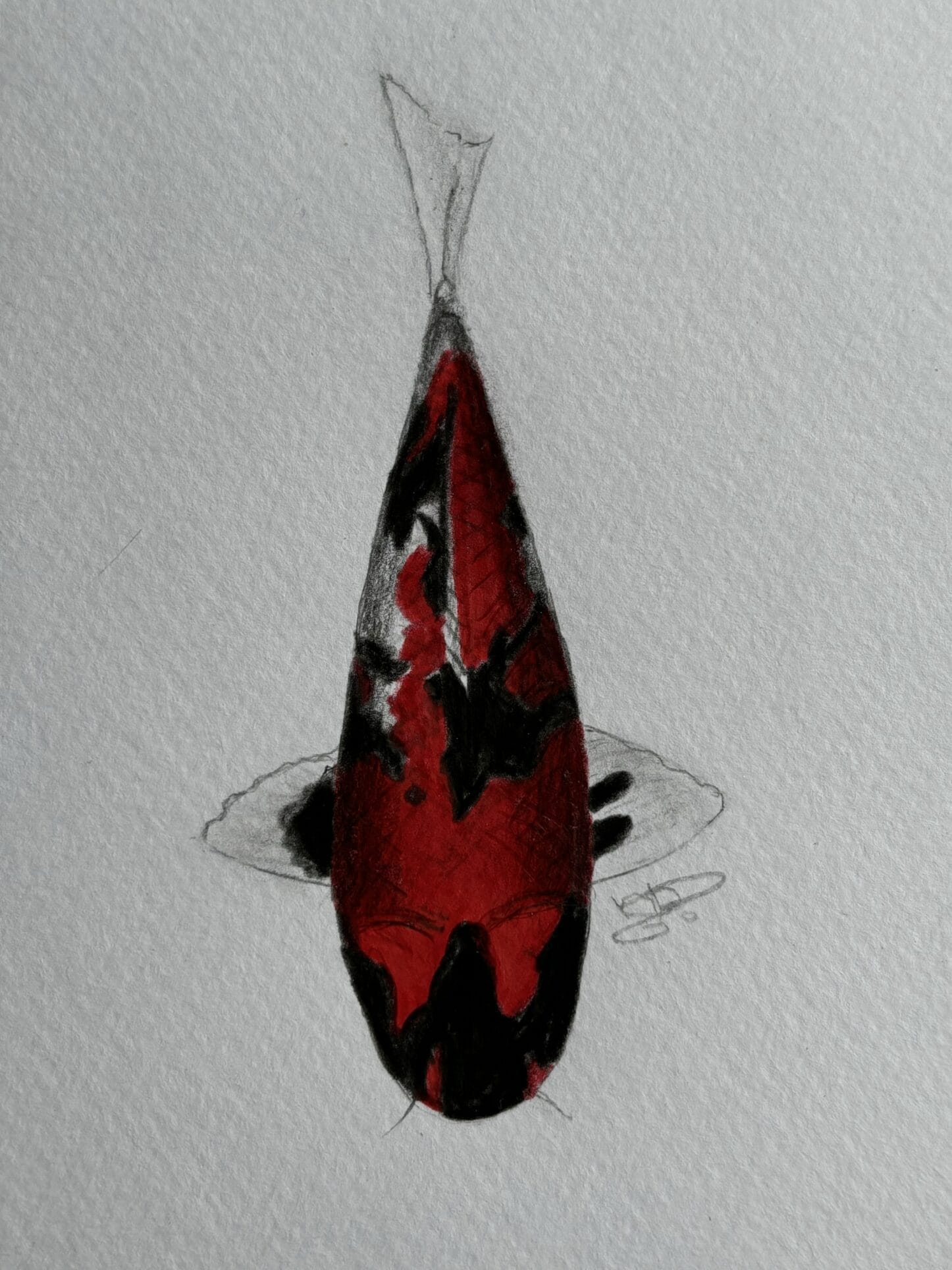 Showa koi with strong red and black patterning