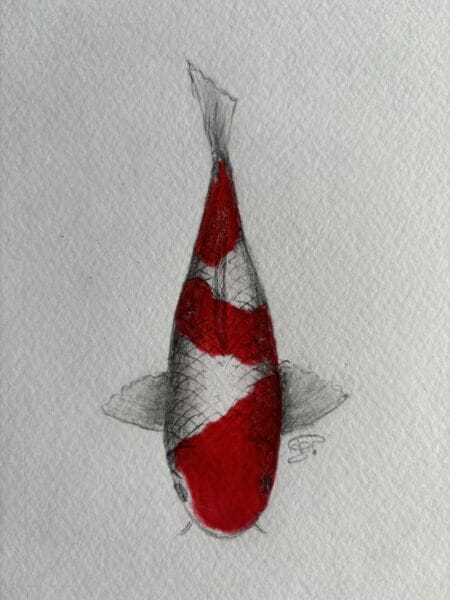 Inazuma Kohaku koi with a lightning-shaped red pattern on a white body 