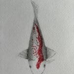 かのこ紅白鯉・白地に赤の点描模様