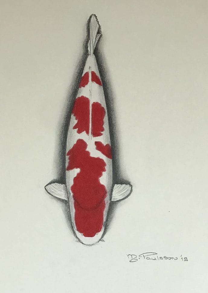 Kohaku koi with white body and red pattern