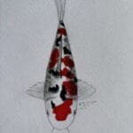 北南米鯉の会 坪三家 白をベースに黒を配した鯉で、洗練されたコントラストとエレガントなバランスが特徴。.