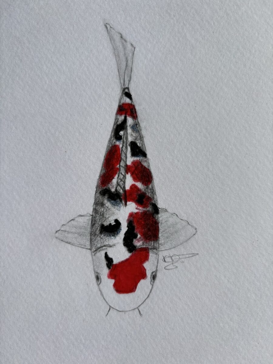 흰색 바탕에 검은색 무늬가 주를 이루는 츠보 산케 코이는 세련된 대비와 우아한 균형을 보여줍니다.