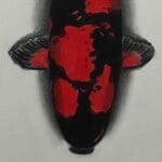 Europe & Africa Koi Chapters