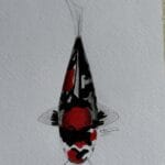 土津昭和锦鲤--无鳞昭和山石品种，表皮光滑，须弥对比强烈