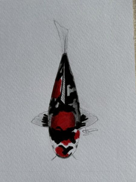 Doitsu Showa koi — scaleless Showa Sanshoku variety with smooth skin and strong sumi contrast