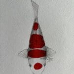 純白の体に四段紅の四段紅白鯉