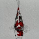 影昭和錦鯉 - 昭和三色影絵錦鯉。