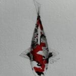 Kindai Showa koi — modern Showa Sanshoku variety with more white and refined red-black balance