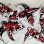 Goyang Koi archive 4 Koi varieties.